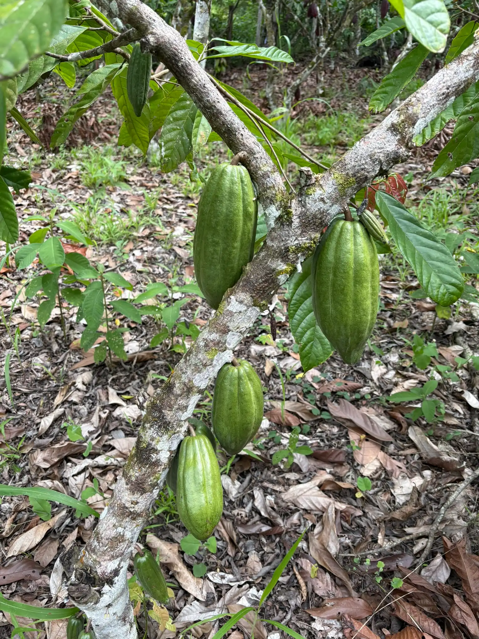 Cacao criollo híbrido de fino aroma creciendo en el Fundo Maranatha