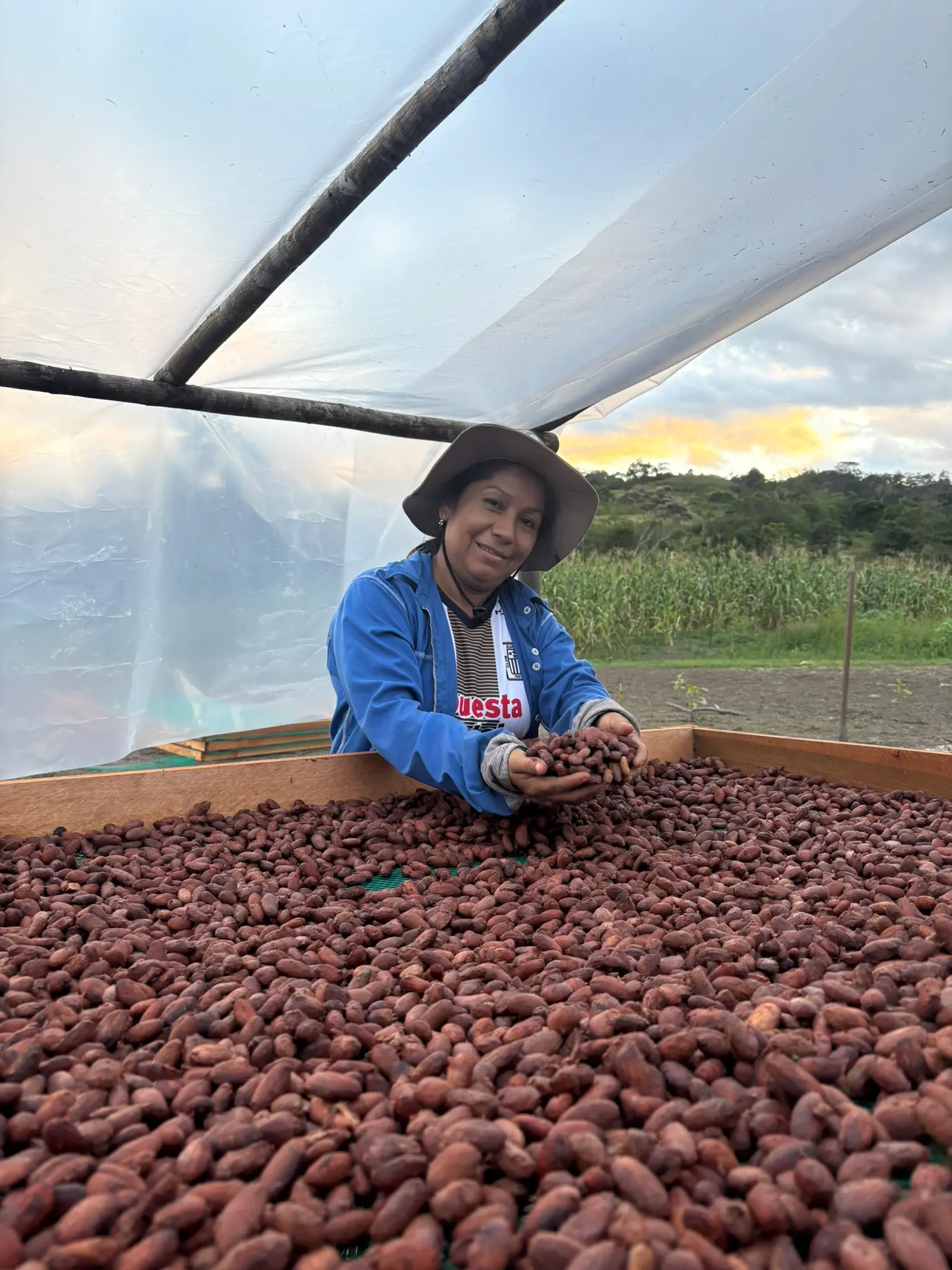 Cacao en camas de secado con la familia Maranatha