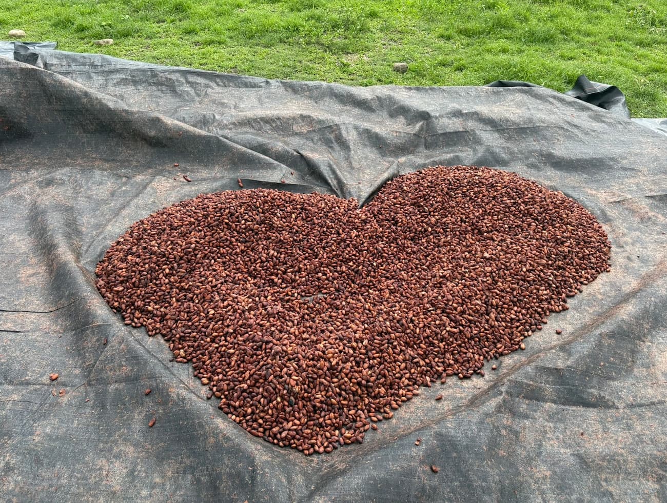 Cómo guardar cacao en Lima