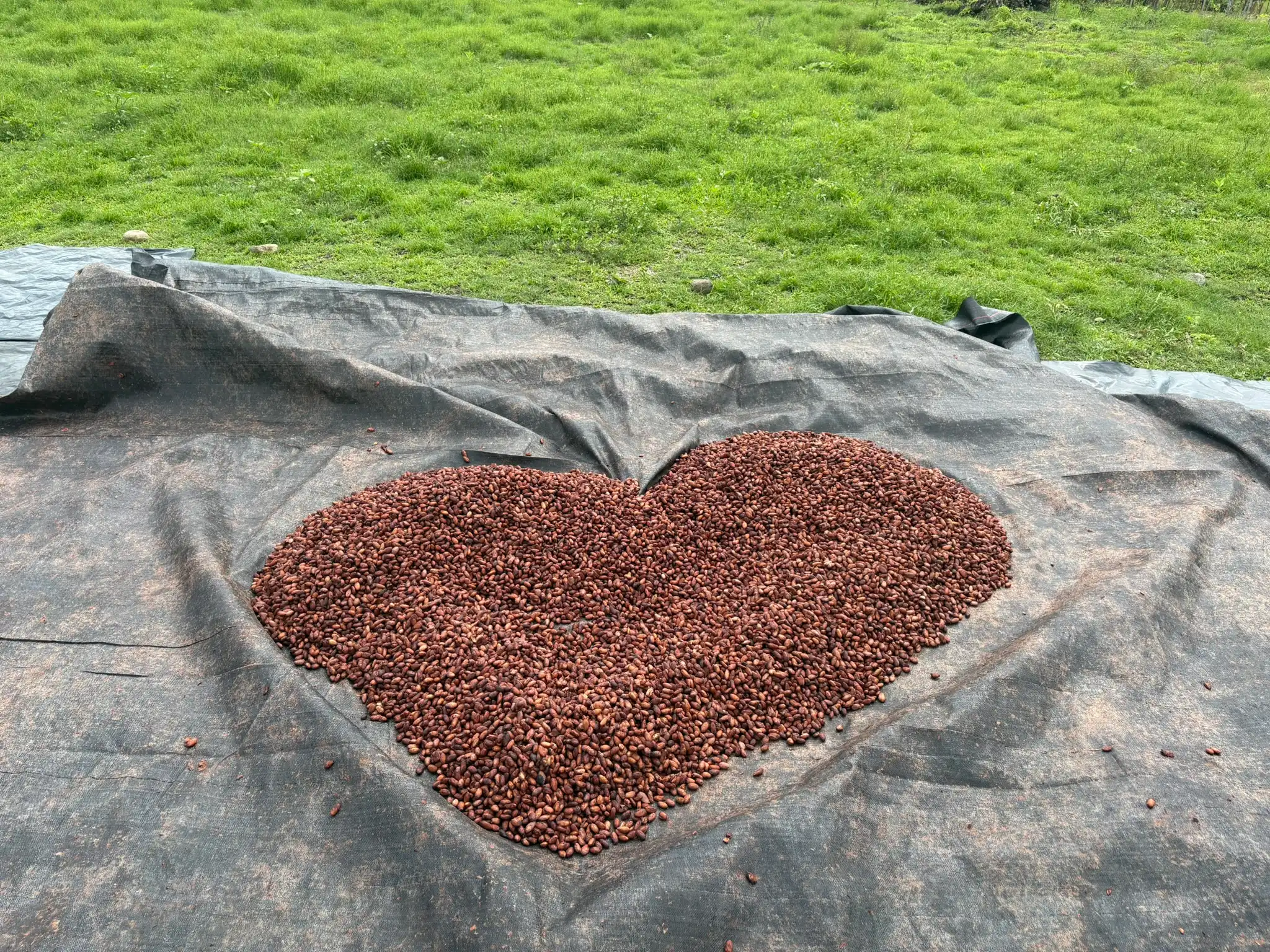 Granos de cacao secando al sol en forma de corazón