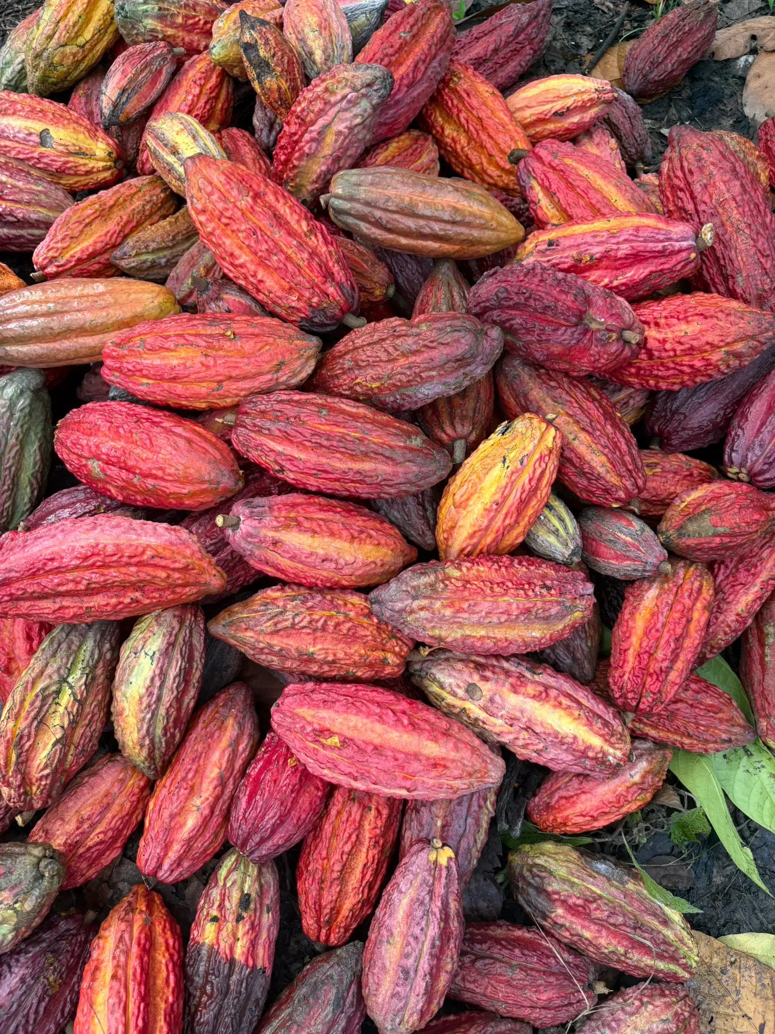 Cosecha de mazorcas de cacao