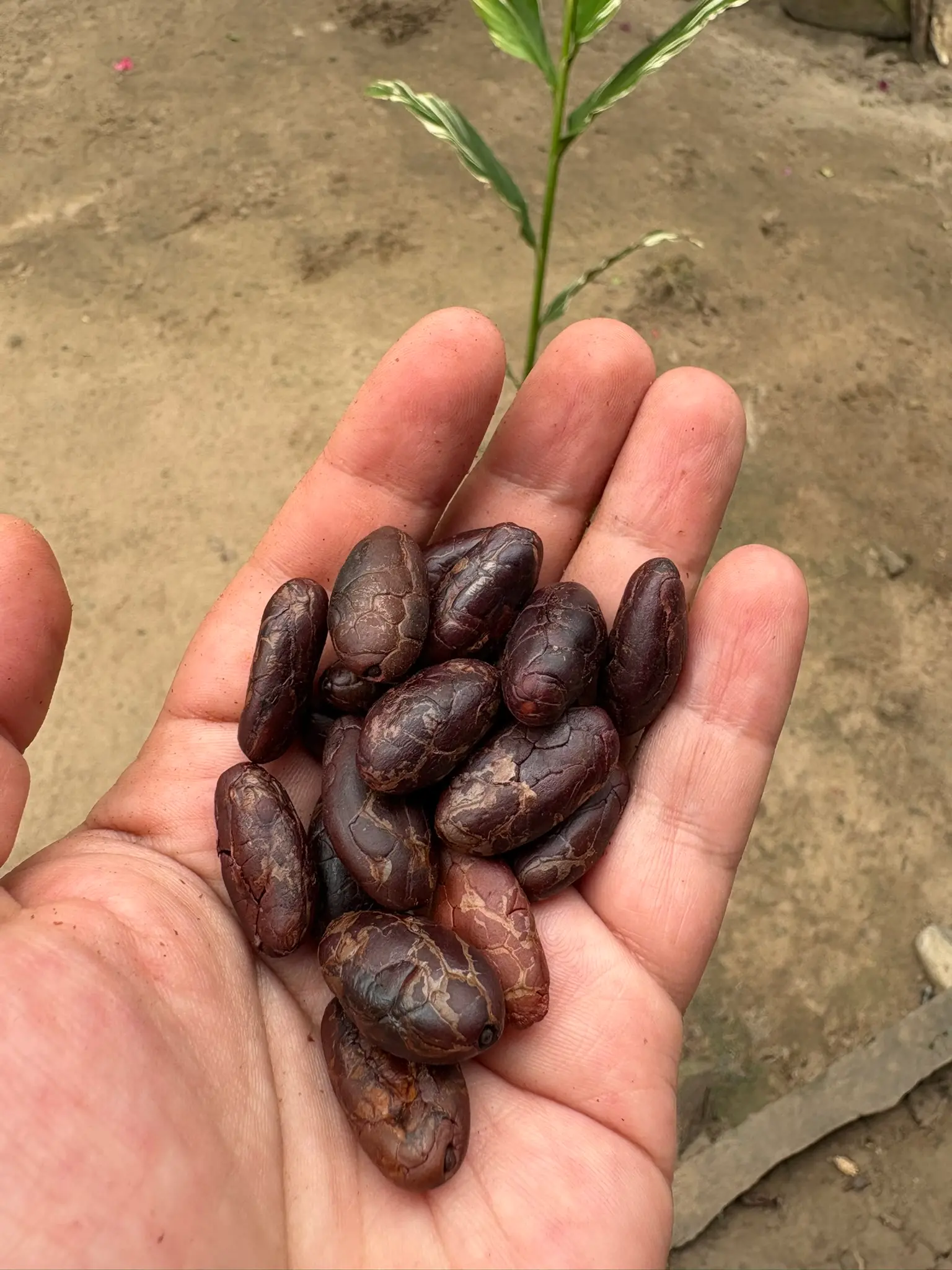 Grano de cacao tostado y pelado en la mano – Fundo Maranatha
