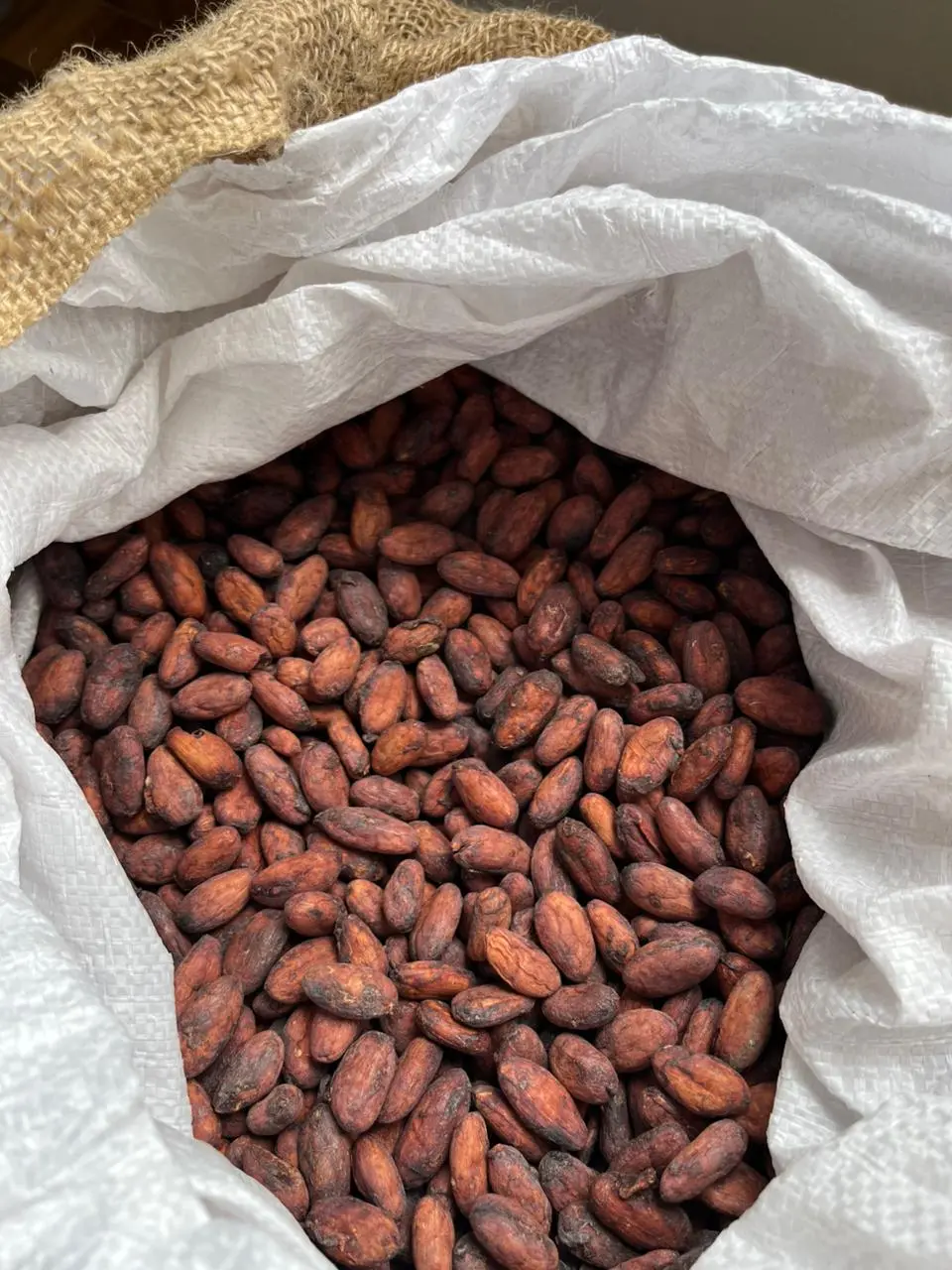 Cacao en grano seco de excelente sabor y aroma en saco de yute – Fundo Maranatha