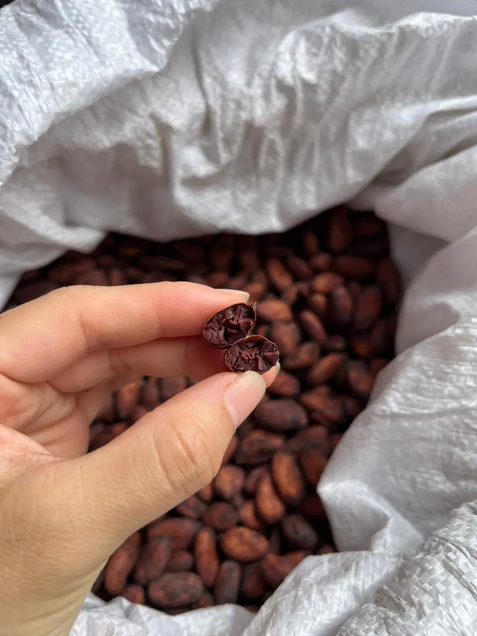 Grano de cacao seco partido en dos mostrando color marrón de buena fermentación – Fundo Maranatha