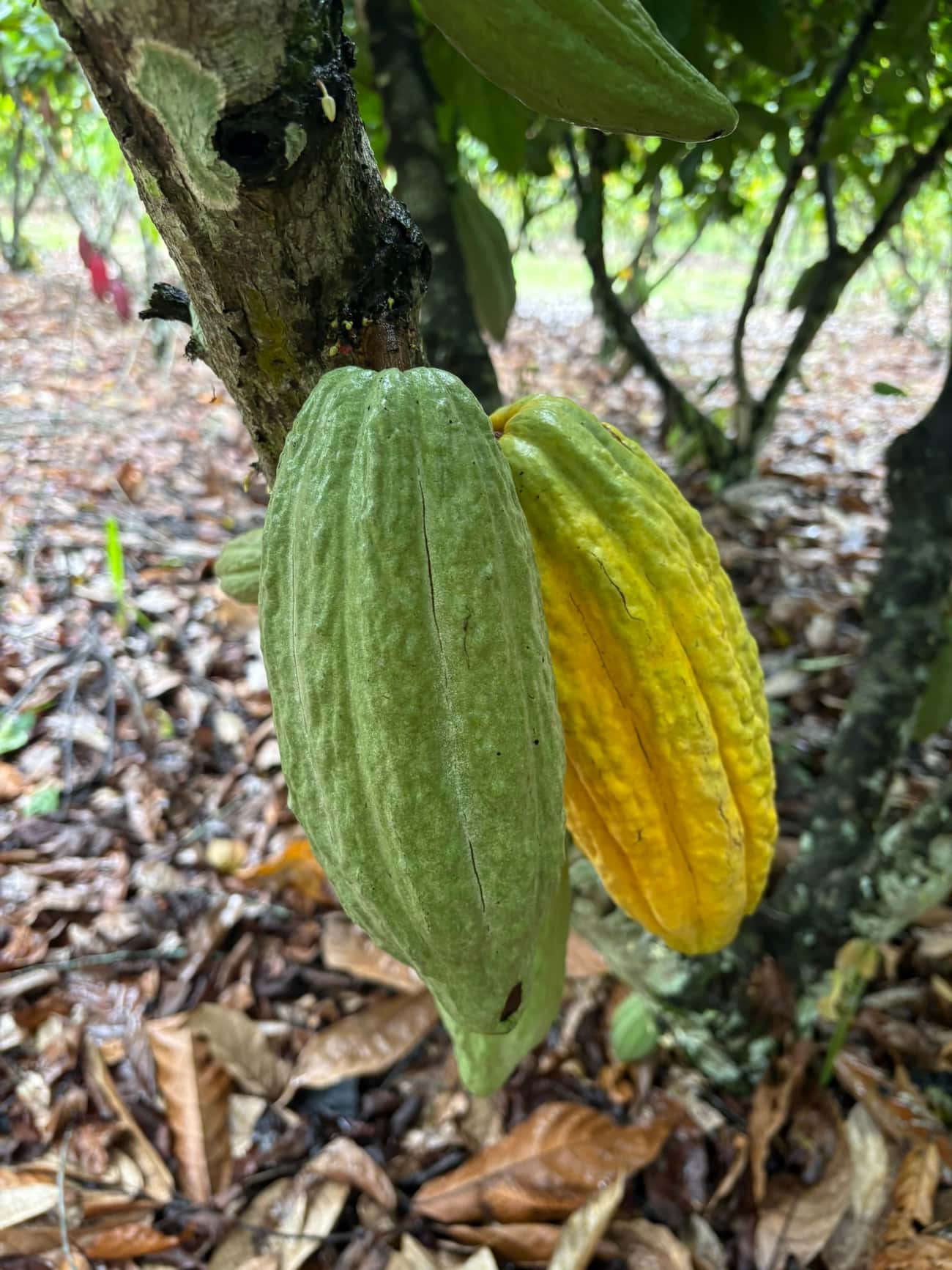 Cacao híbrido trinitario fino de aroma en San Martín