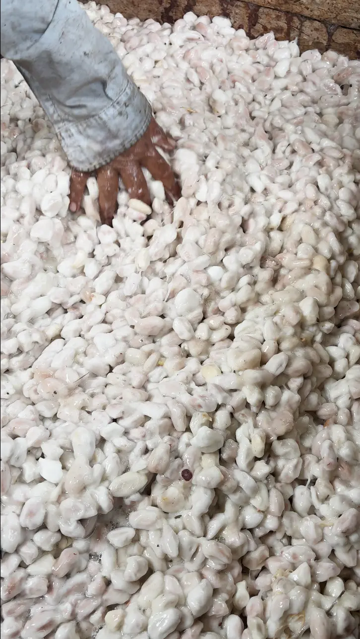 Cacao recién cosechado en caja de fermentación en el Fundo Maranatha