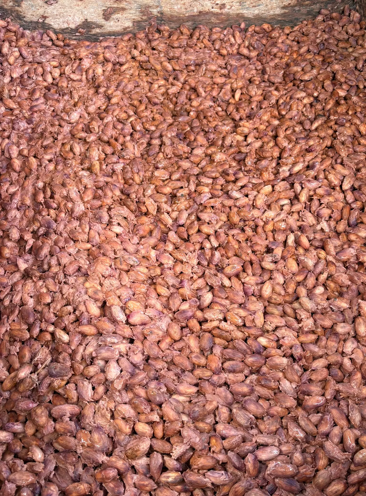 Cacao en proceso final de fermentación en cajón de madera