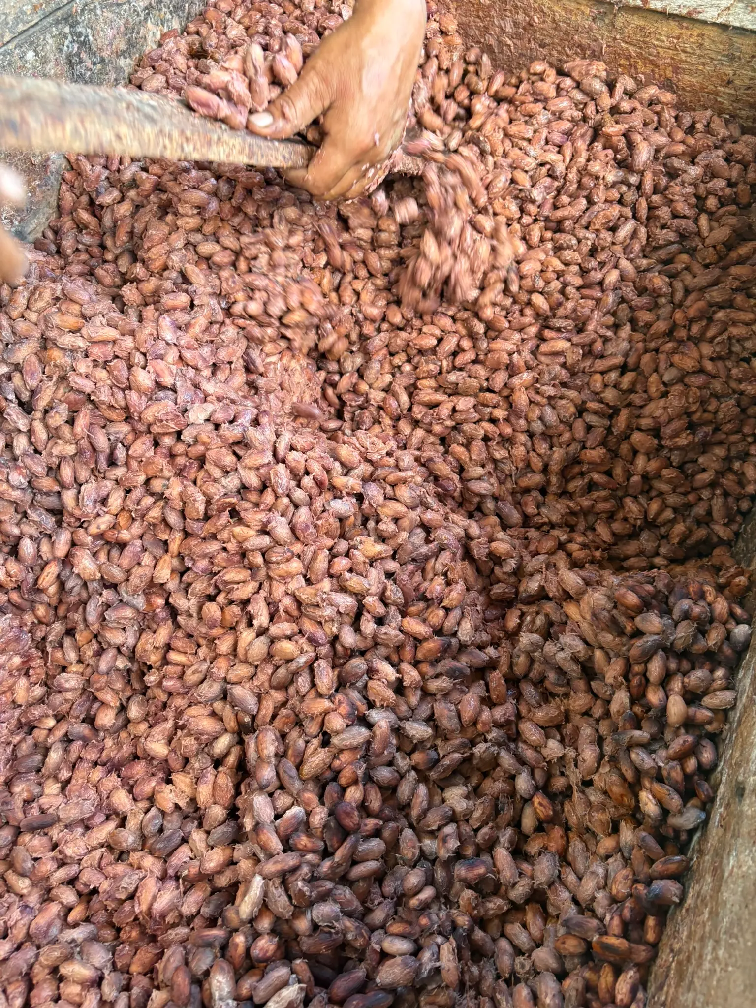 Cacao terminando de fermentar en cajón de madera
