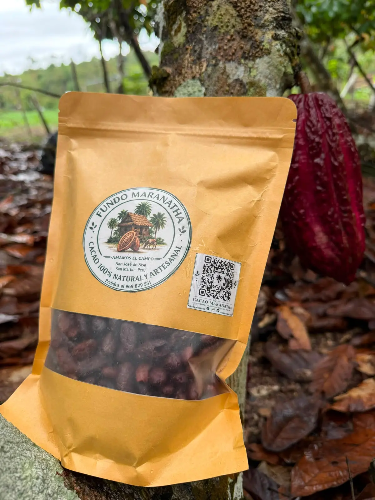 Cacao tostado entero pelado junto a las plantas de cacao