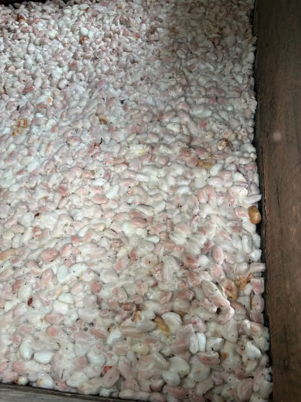 Cajas de fermentación de cacao llenas el primer día – Fundo Maranatha