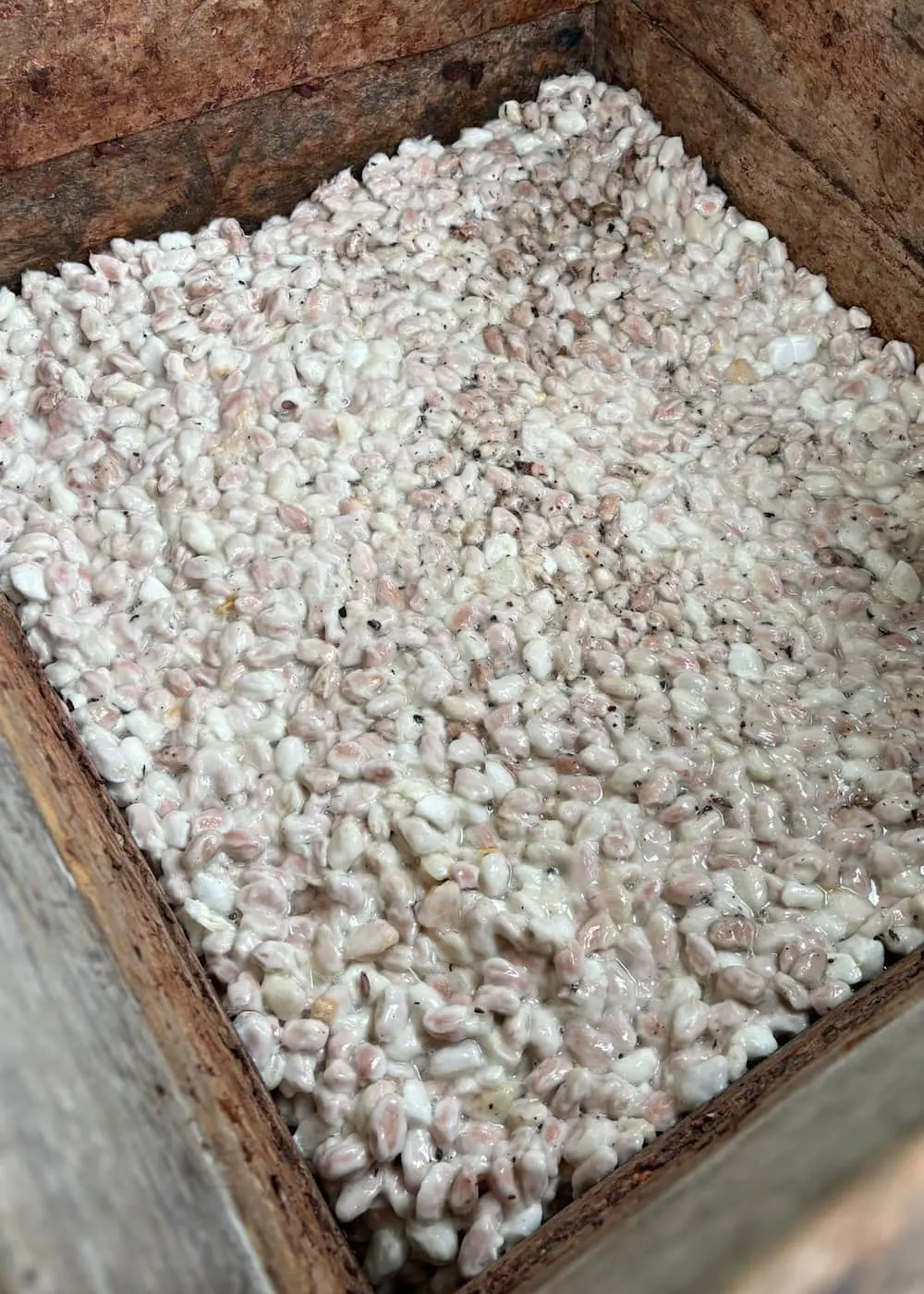 Cajones de madera con cacao al inicio de la fermentación artesanal – Fundo Maranatha