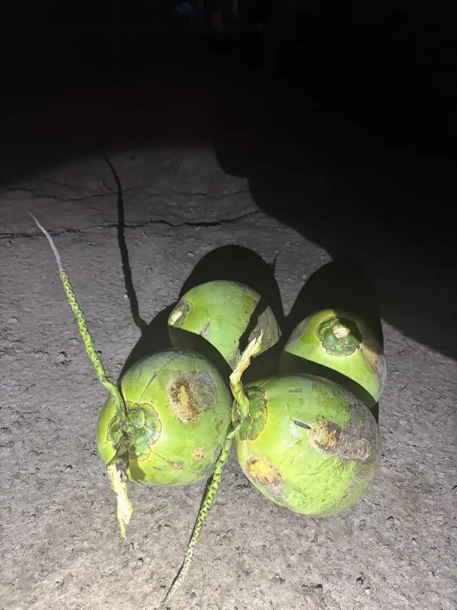 Cocos cosechados en el Fundo Maranatha – policultivo sostenible