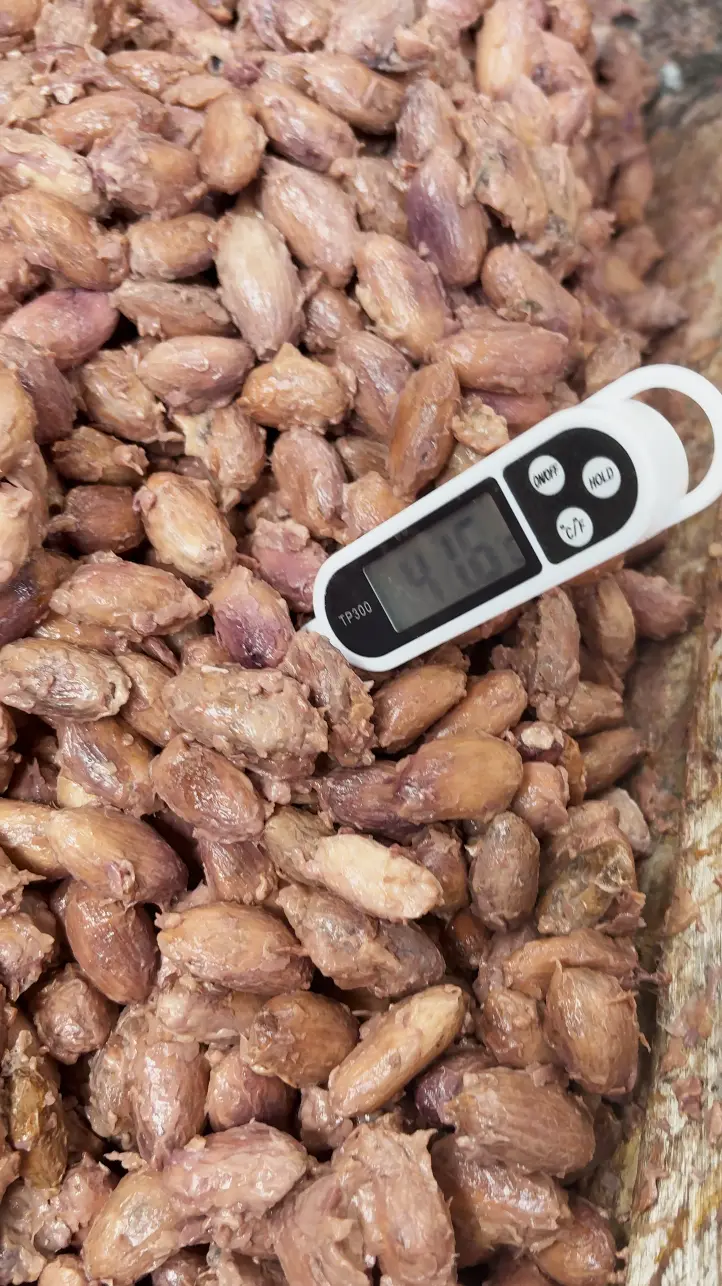 Control de temperatura del cacao en caja fermentadora