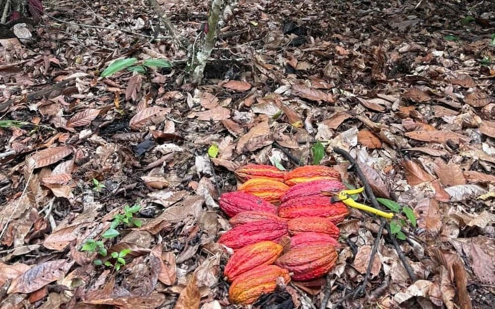 Cosecha de trece mazorcas maduras de un solo árbol de cacao