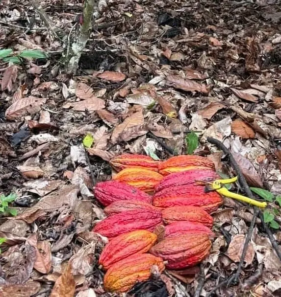 Cosecha de trece mazorcas maduras de un solo árbol de cacao
