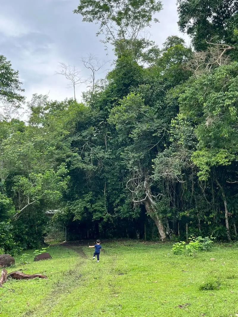 Cuidado de áreas verdes y árboles en el Fundo Maranatha – sostenibilidad