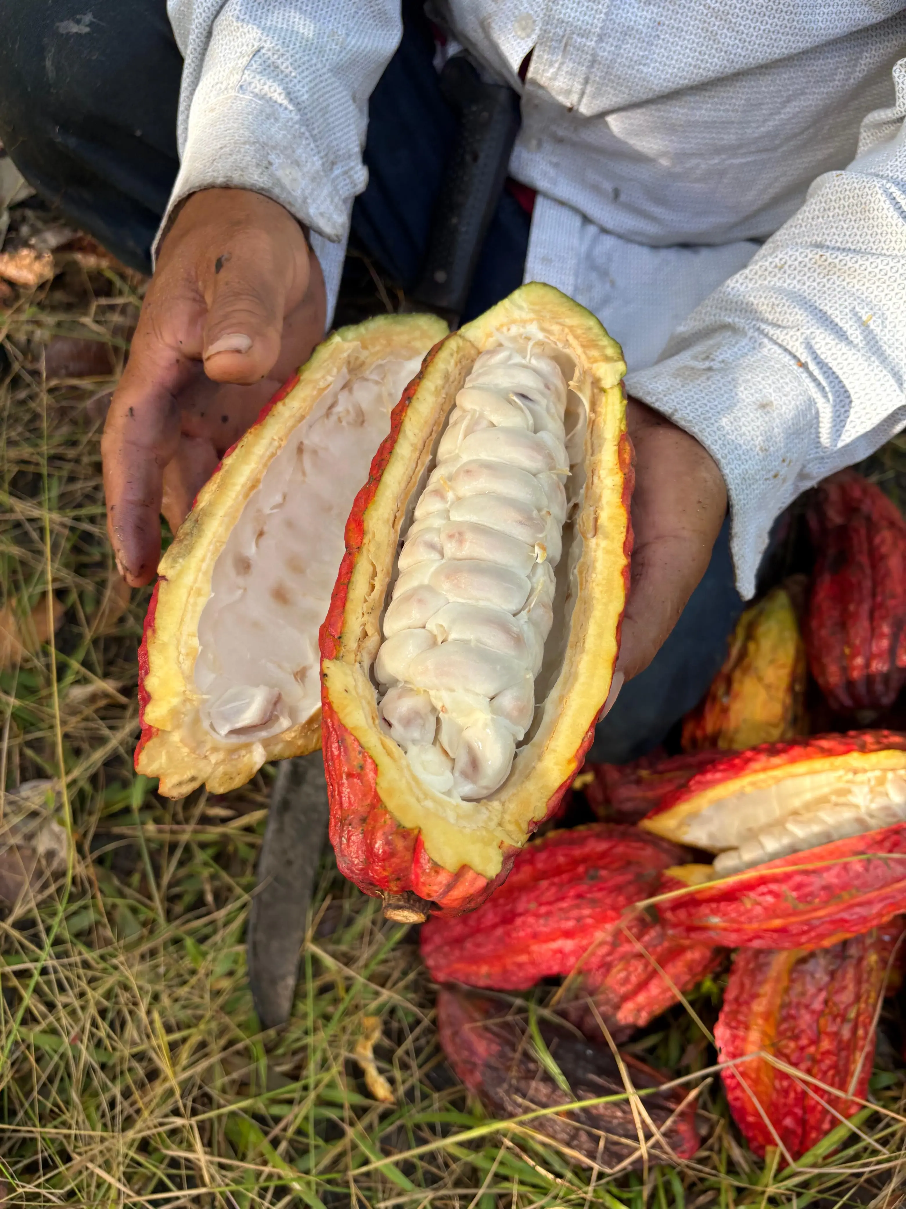 Día de cosecha de cacao en el Fundo Maranatha – San Martín