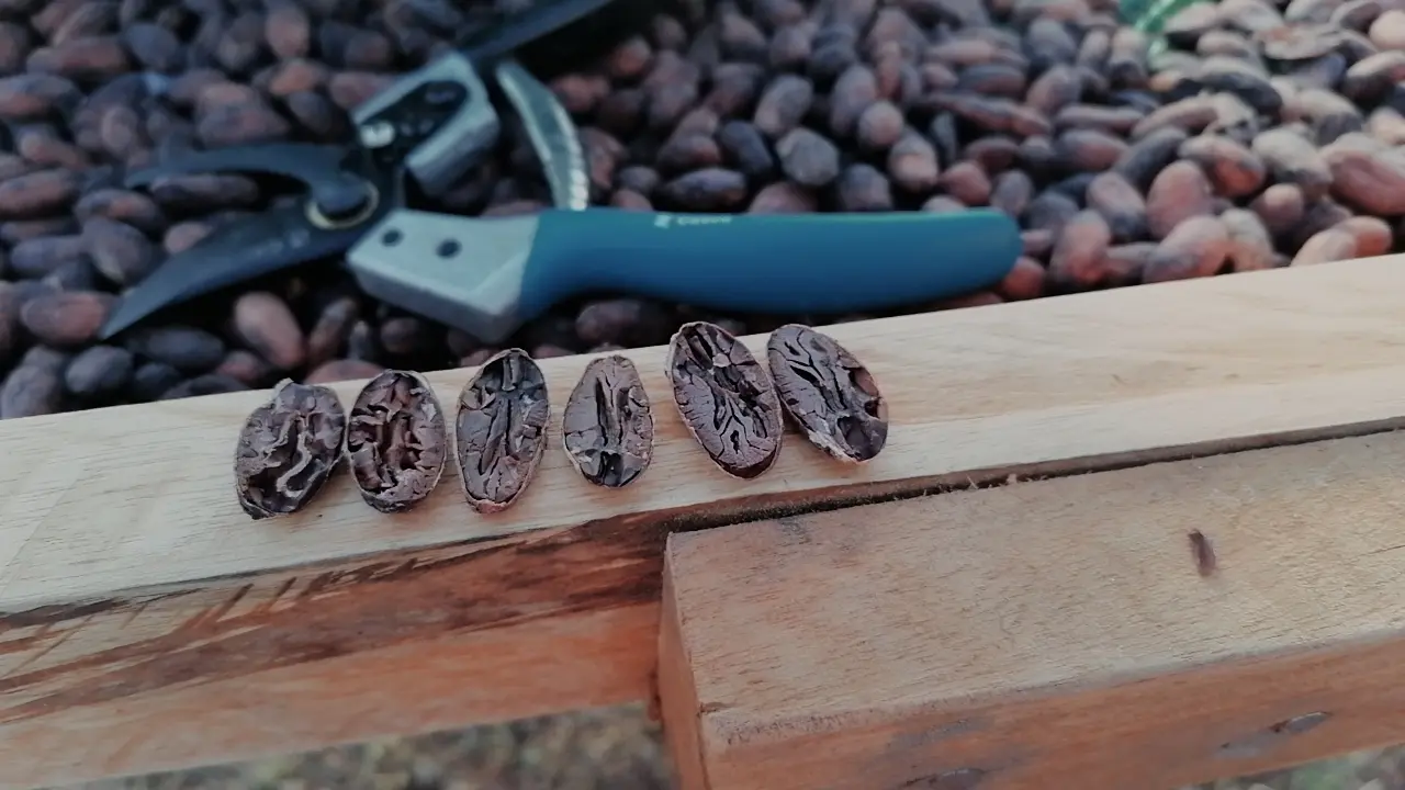 Prueba de corte: grano bien fermentado color marrón