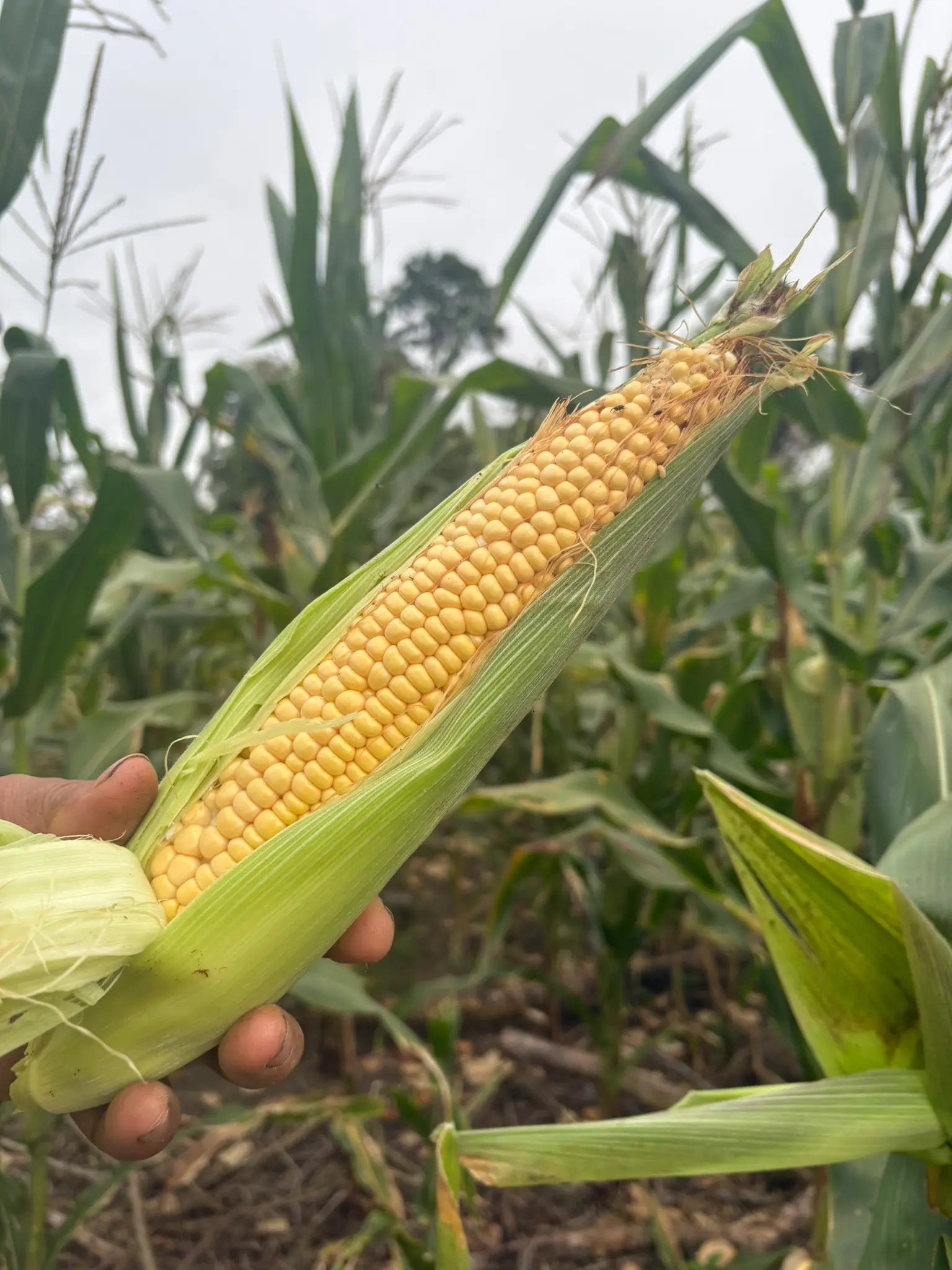 Grano de maíz cosechado en el Fundo Maranatha