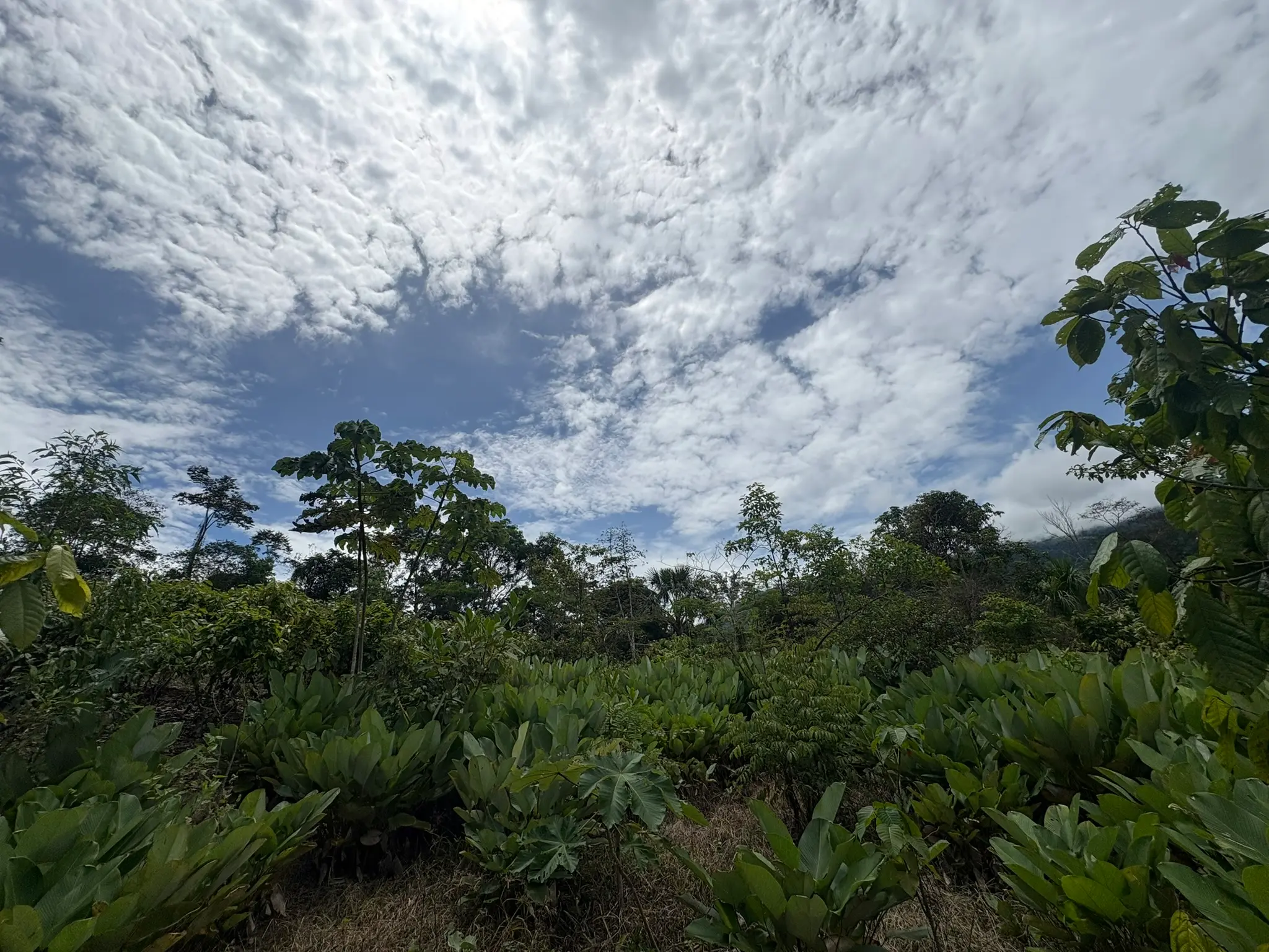 Vista de hojas de bijao en el Fundo Maranatha