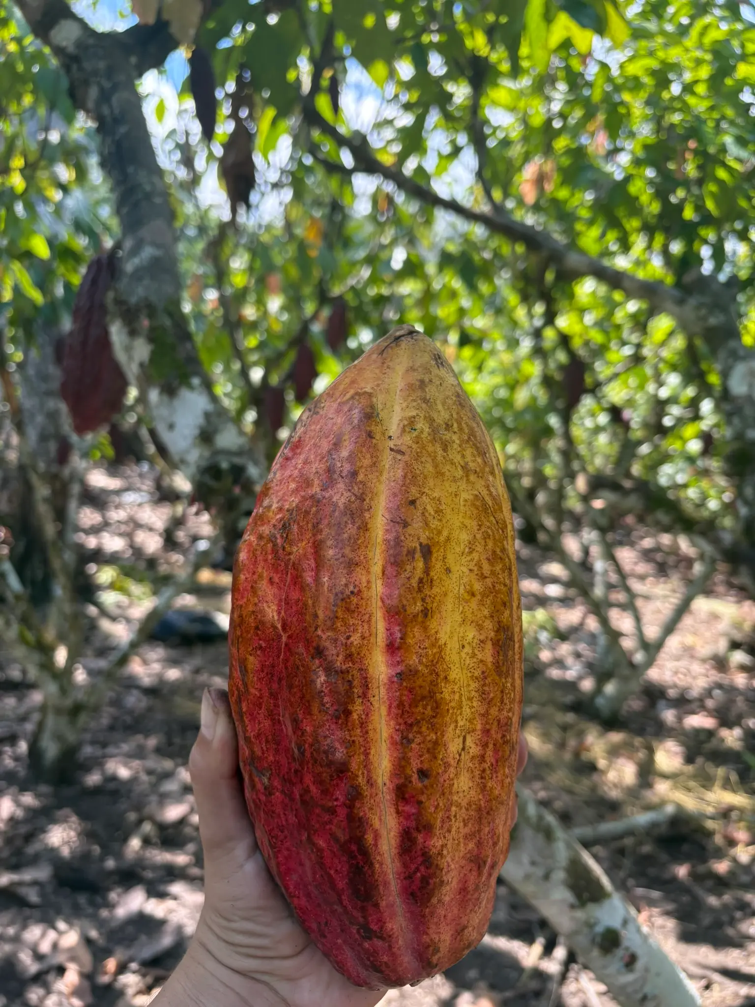 Mazorca de cacao amelonada de fino aroma en el Fundo Maranatha, San Martín