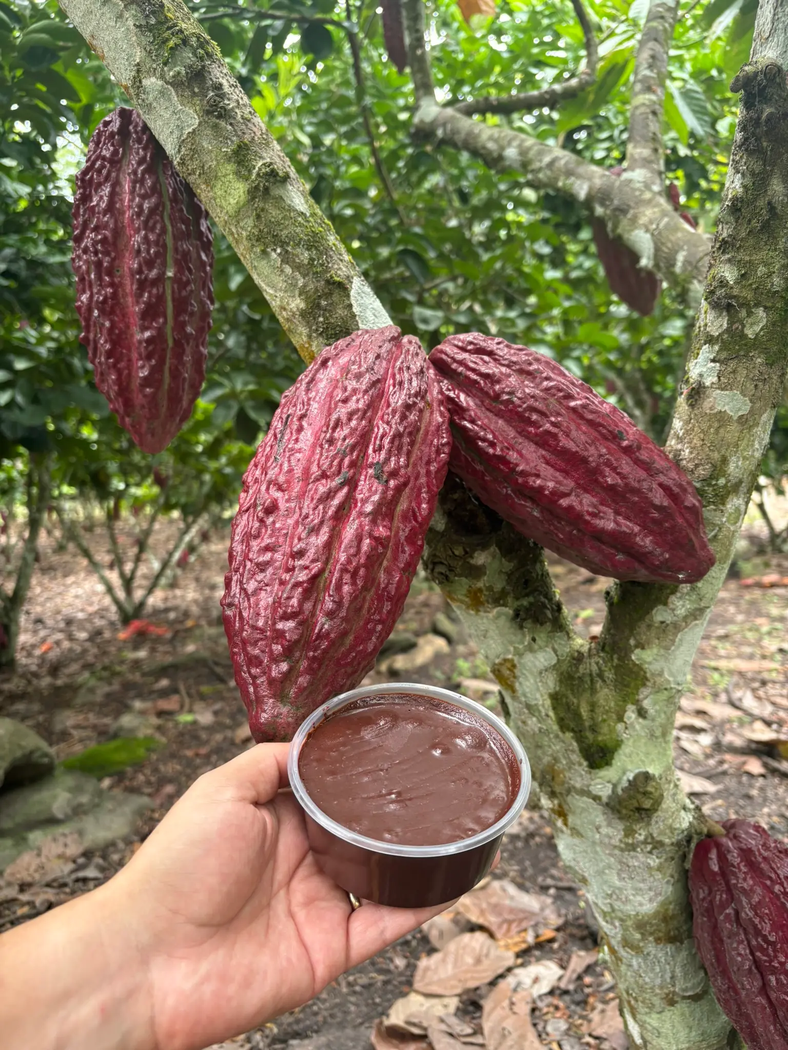 Pasta de cacao 100% pura con árbol de cacao de fondo – Fundo Maranatha