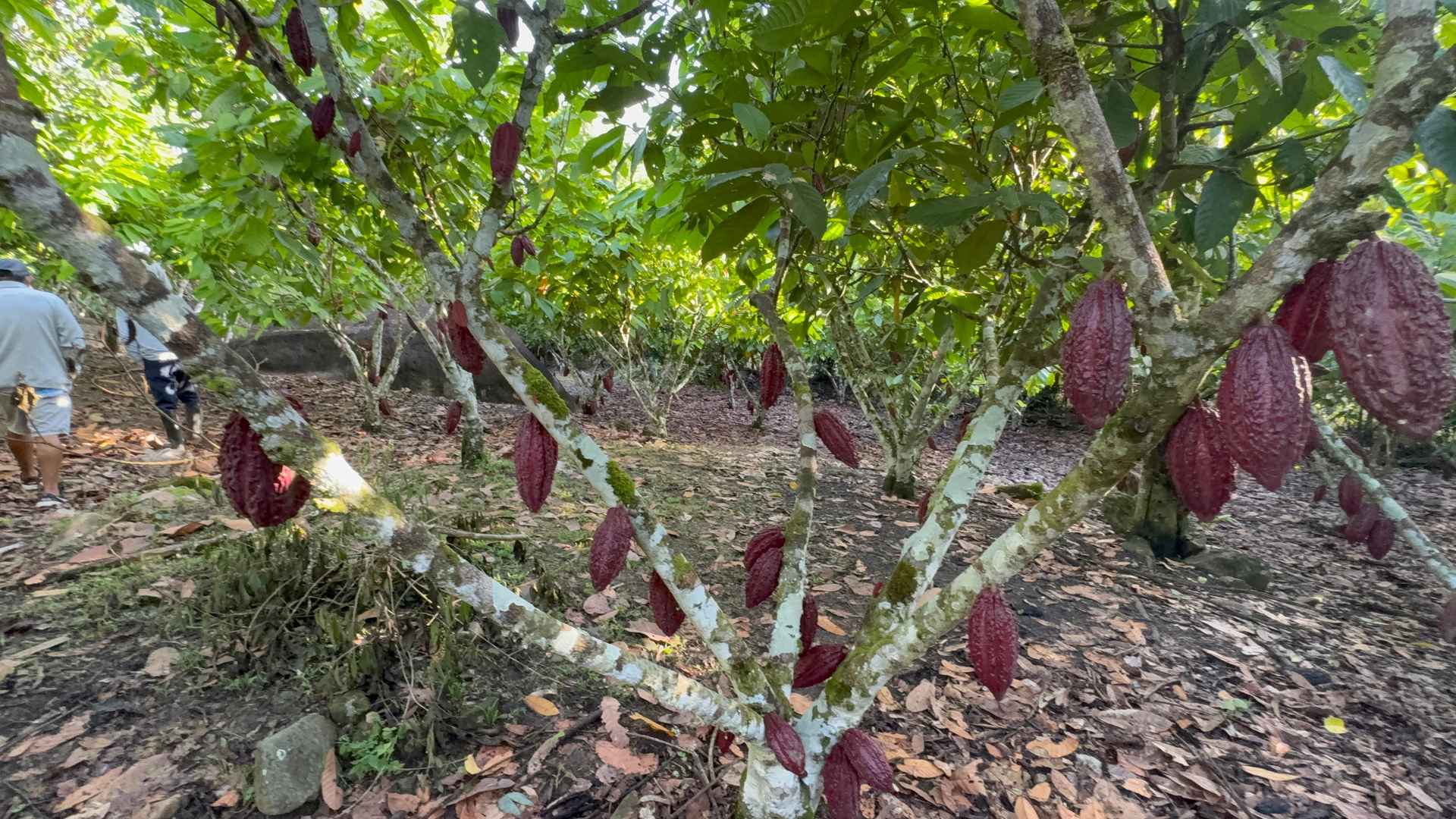 Planta de cacao cargada de mazorcas en el Fundo Maranatha, San Martín
