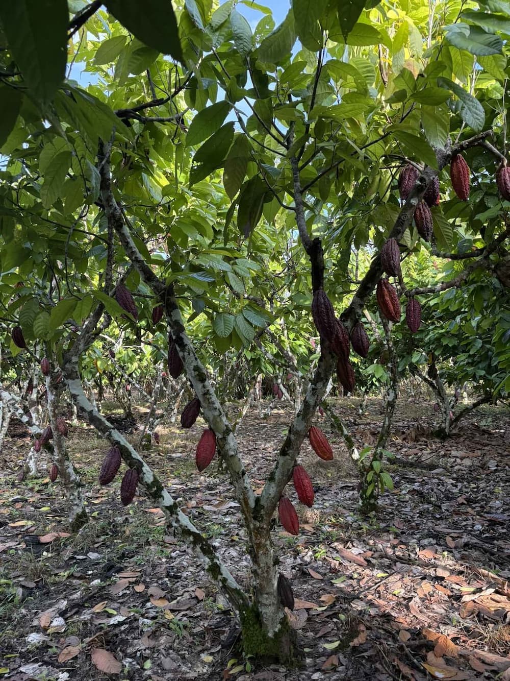 Planta de cacao con mazorcas maduras, Fundo Maranatha, San Martín, Perú