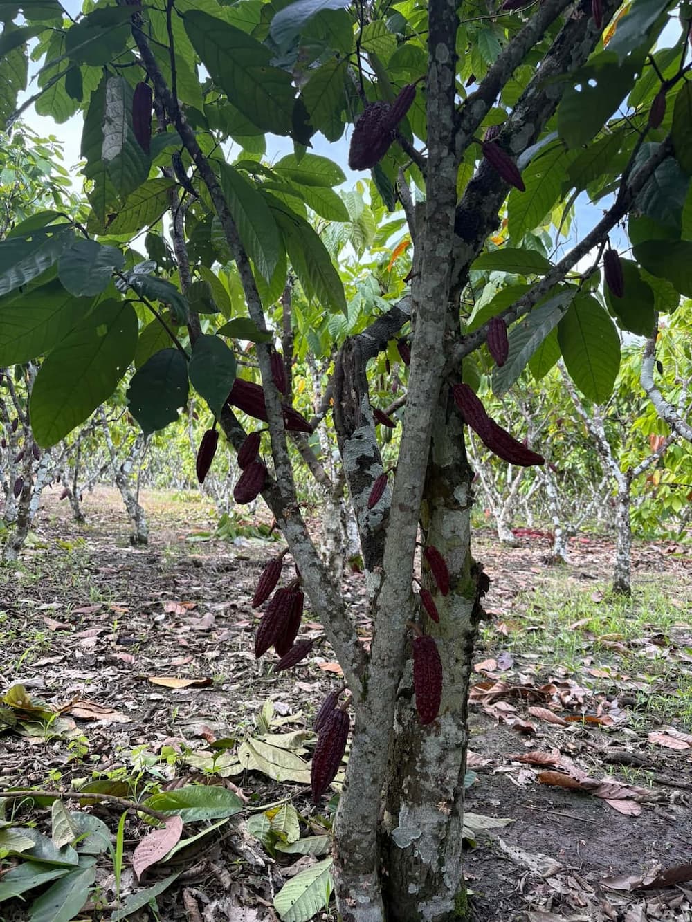 Planta de cacao cargada de mazorcas pequeñas en el fundo