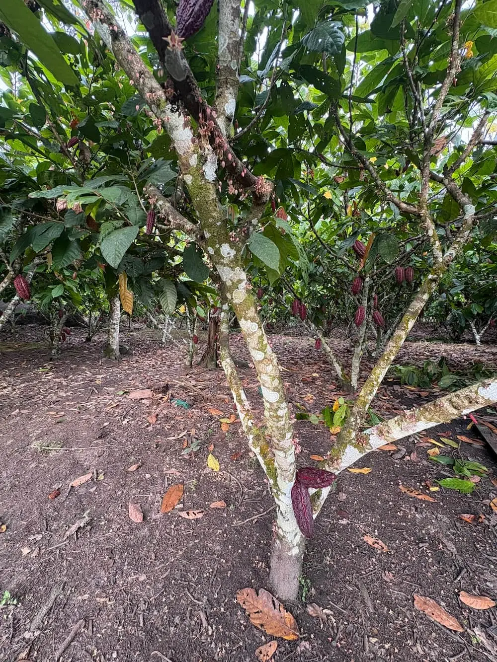 Planta de cacao con muchas flores en el Fundo Maranatha