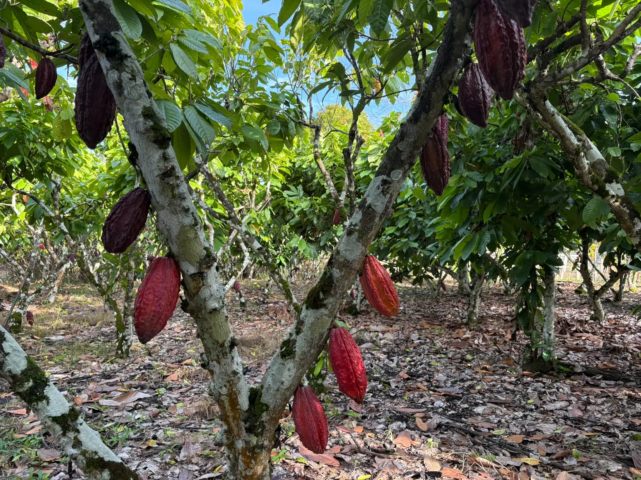 Planta de cacao con varias mazorcas en San Martín – Fundo Maranatha