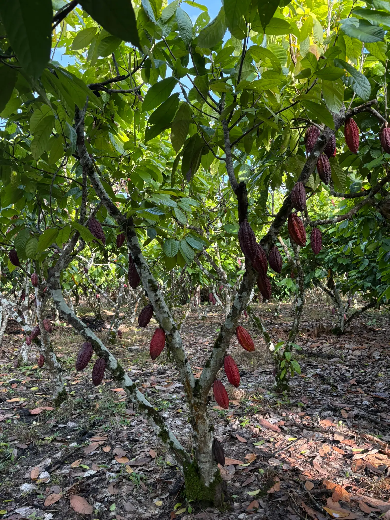 Planta de cacao con varias mazorcas maduras – Fundo Maranatha