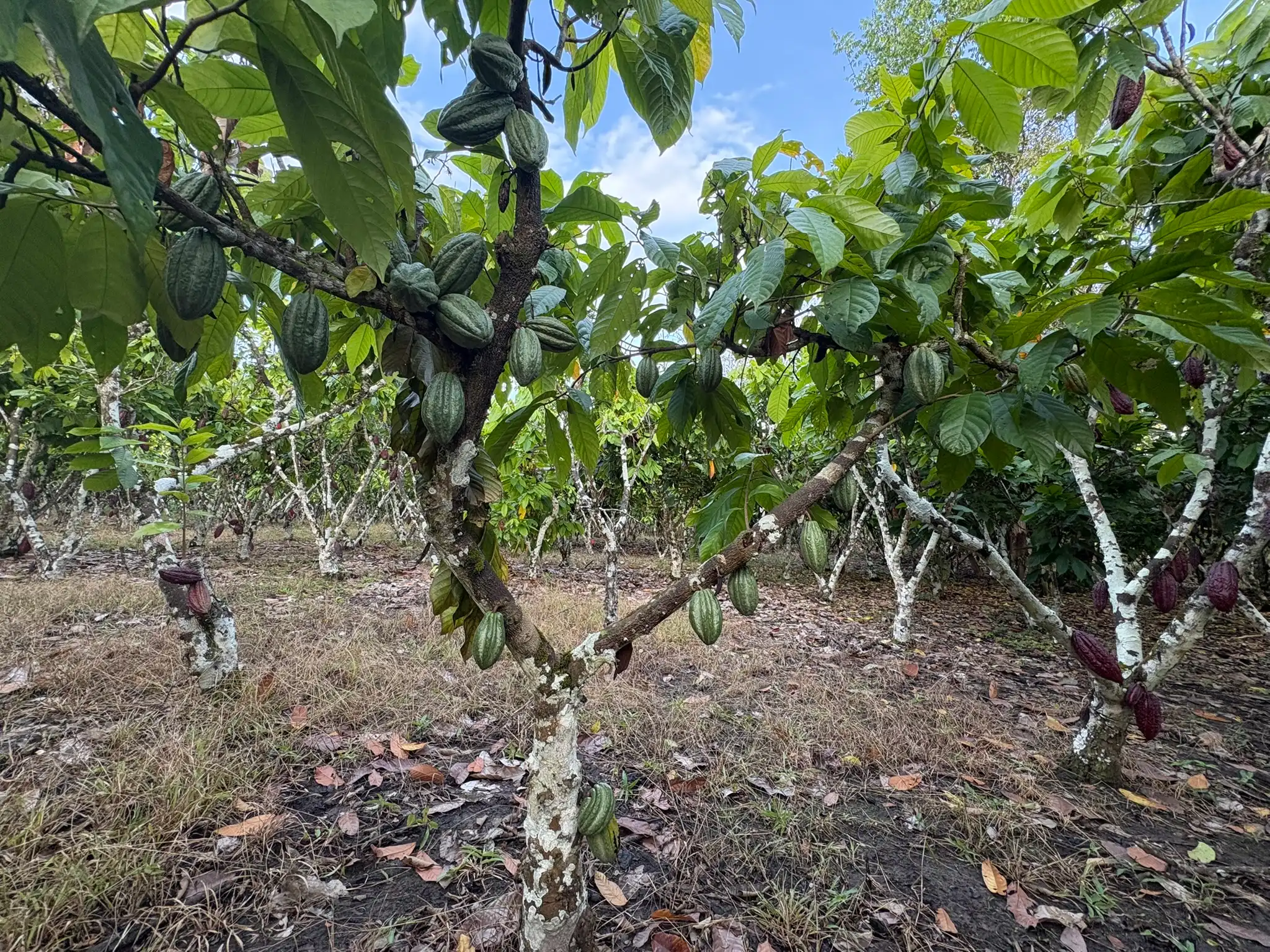 Planta de cacao híbrido cargada de mazorcas en el Fundo Maranatha
