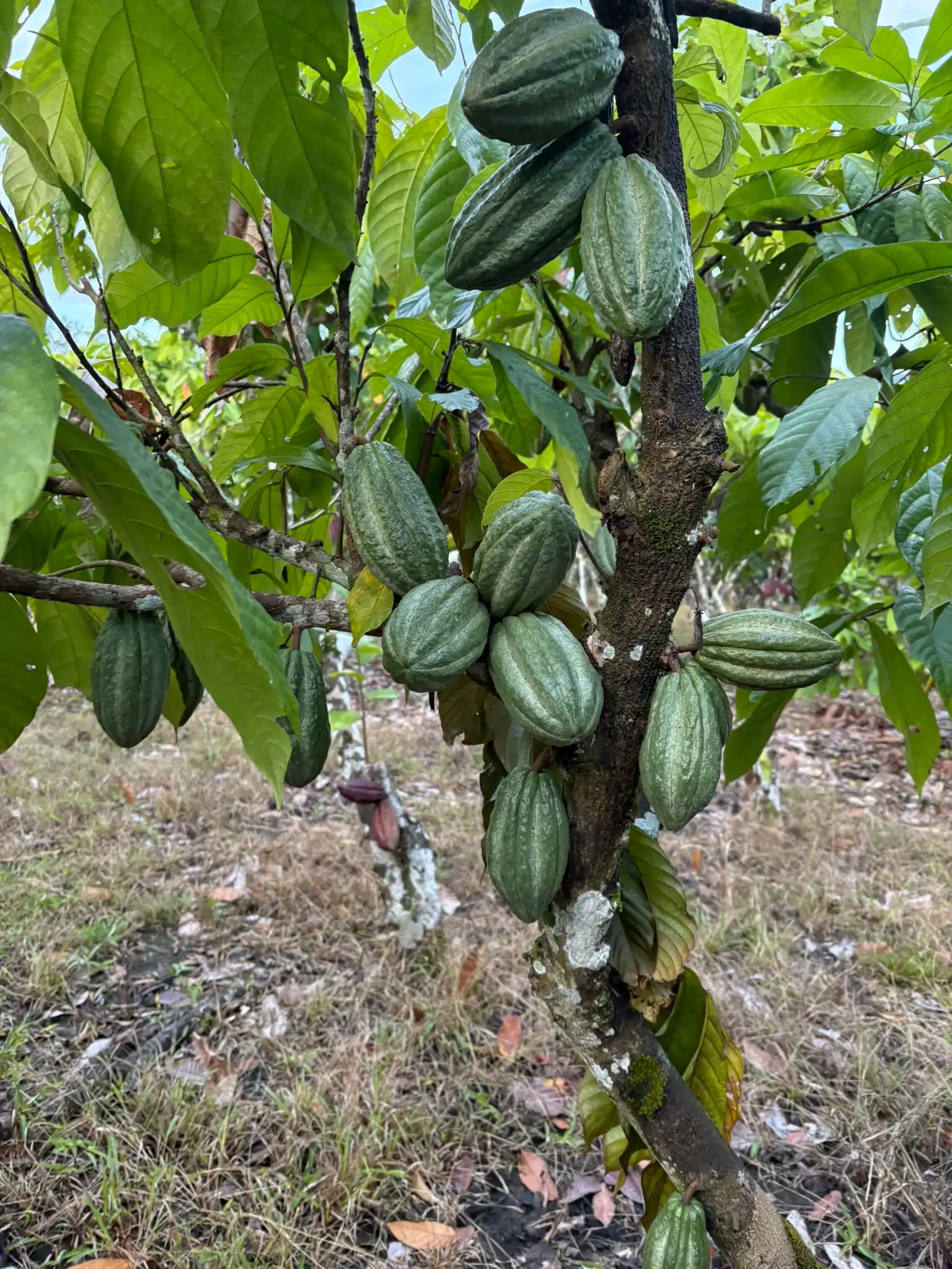 Planta de cacao híbrido con varias mazorcas de fino aroma