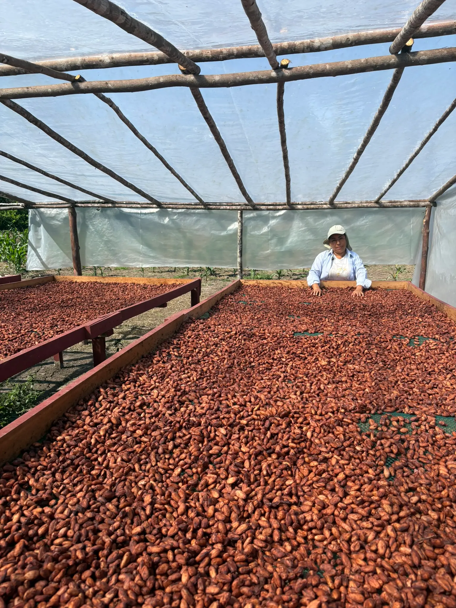 Secando cacao de fino aroma en cama elevada