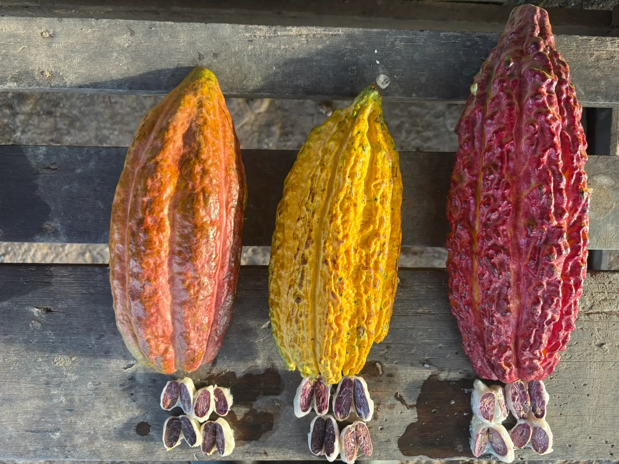 Todas las variedades de cacao del Fundo Maranatha