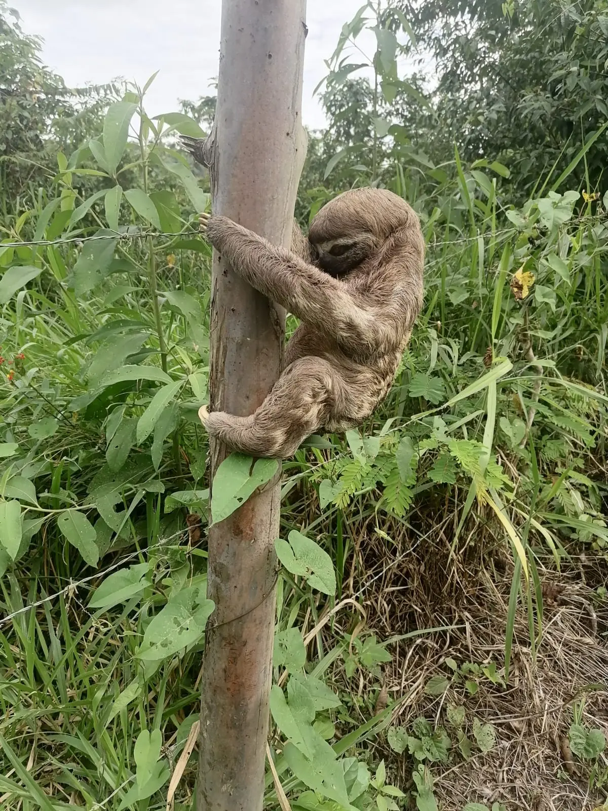 Oso perezoso visitando el Fundo Maranatha, muestra de biodiversidad