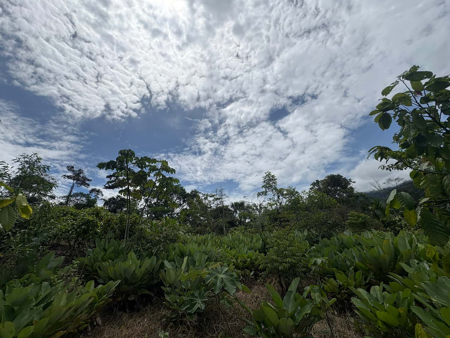 Vista de hojas de bijao en el Fundo Maranatha