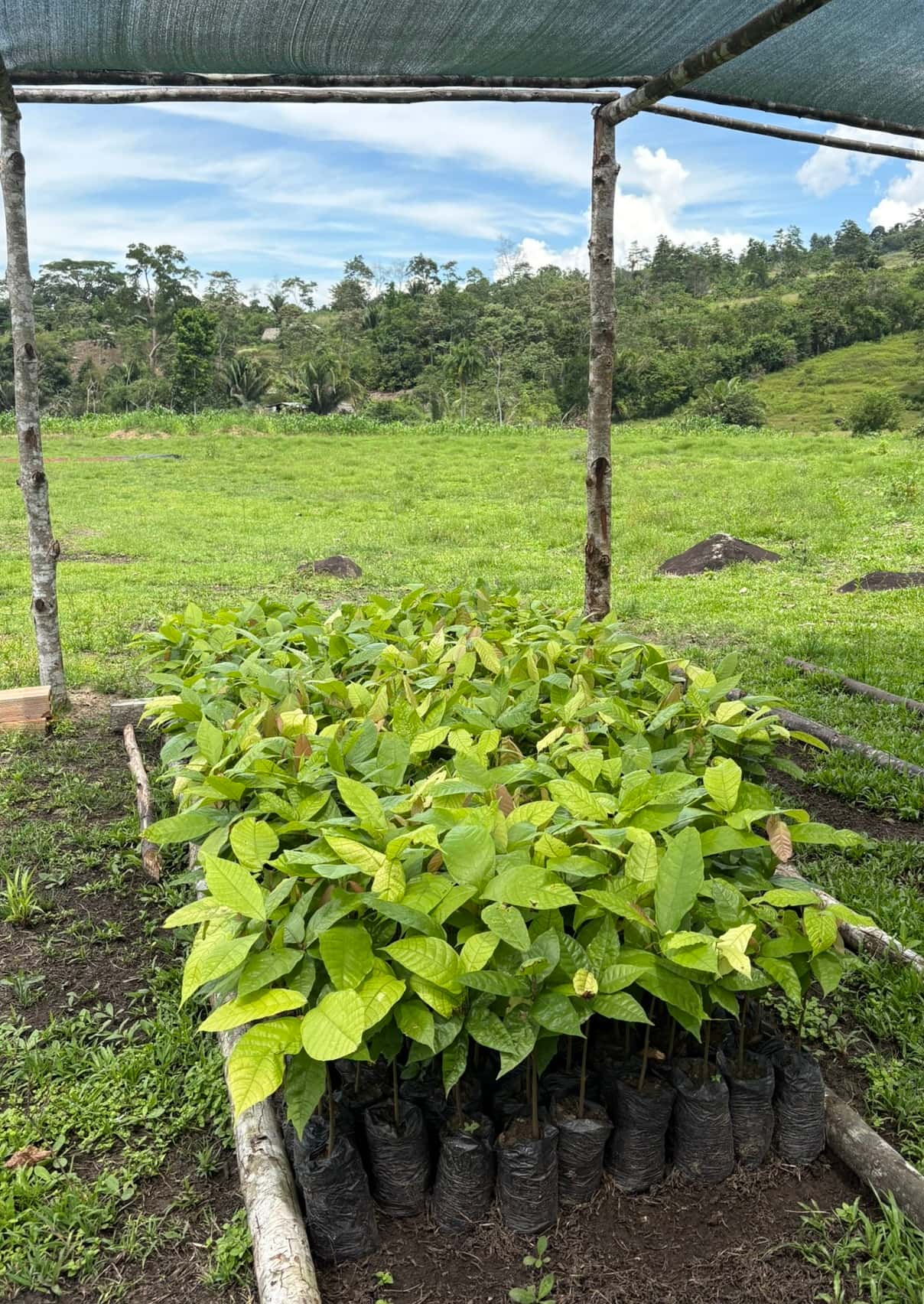 Vivero de plantas pequeñas de cacao listas para sembrar
